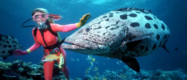 Best Diving Experiences in the Great Barrier Reef, Australia