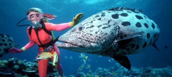 Best Diving Experiences in the Great Barrier Reef, Australia