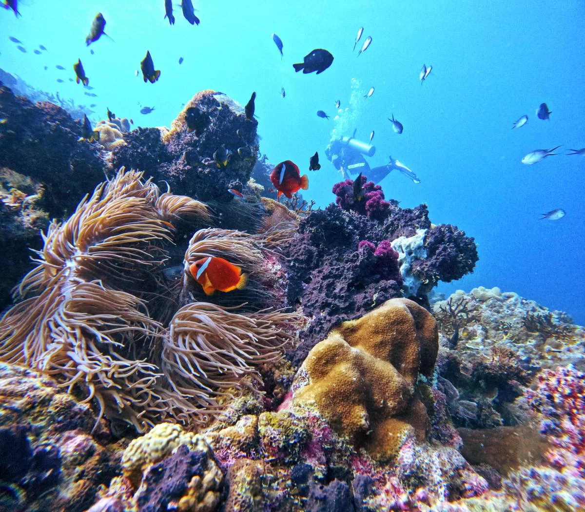 Best Places for Scuba Diving in Fiji: Explore Top Diving Locations