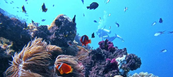 Best Places for Scuba Diving in Fiji: Explore Top Diving Locations