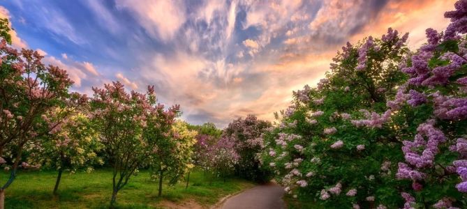 Discover the Botanical Garden Odessa: A Hidden Gem for Nature Lovers in Ukraine