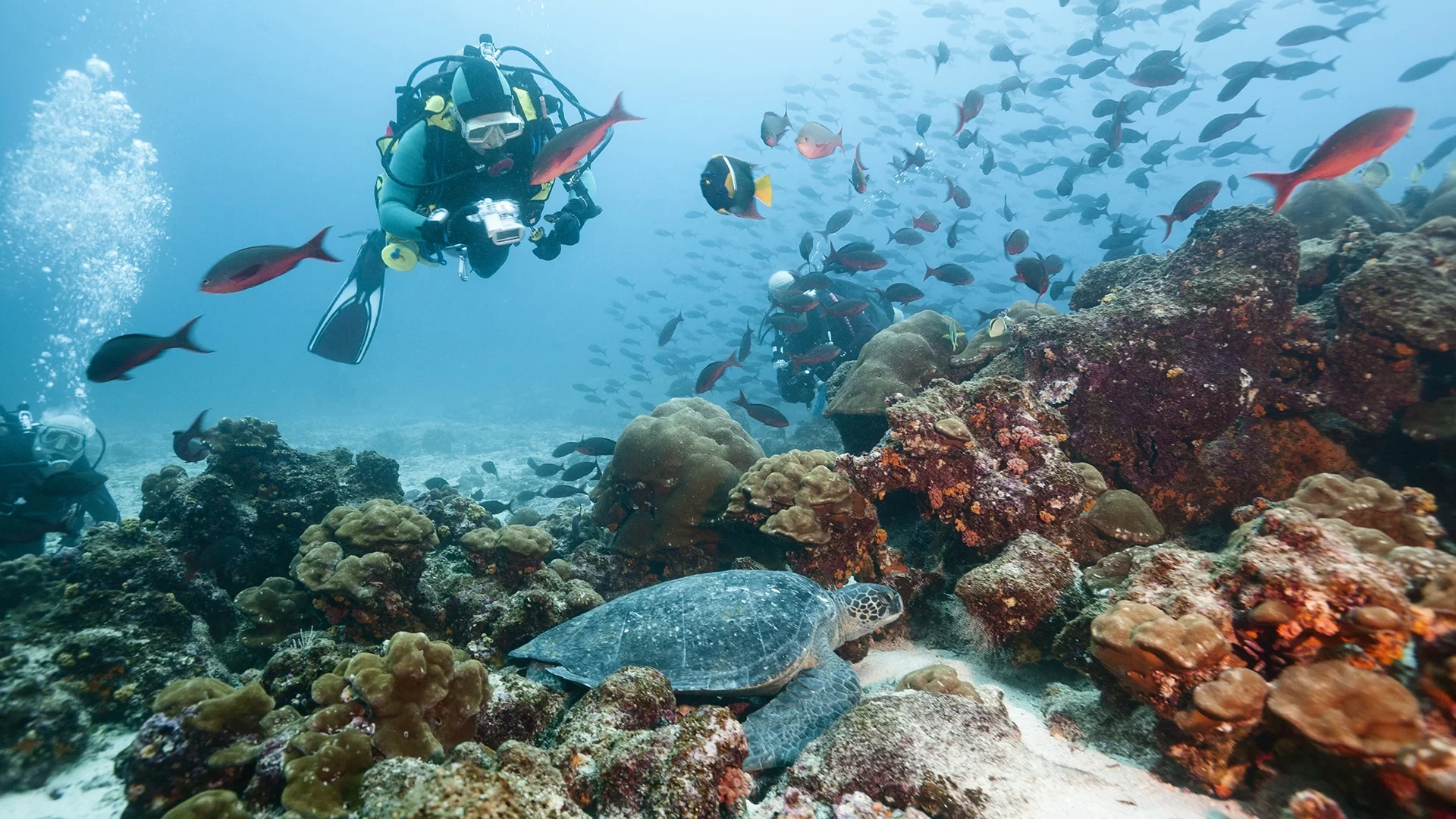 Best Diving Spots in Galápagos Islands, Ecuador – Top Dive Sites for an Unforgettable Experience