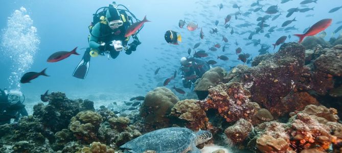 Best Diving Spots in Galápagos Islands, Ecuador – Top Dive Sites for an Unforgettable Experience