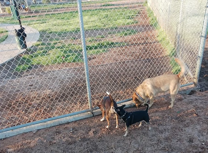 Dog park - 4