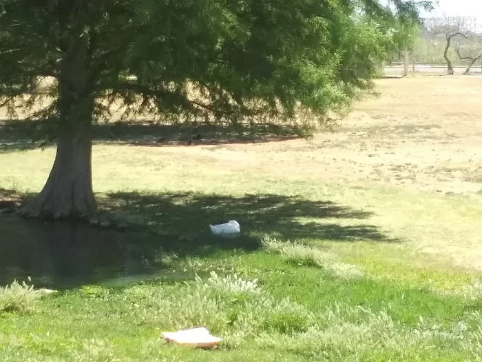 UTPB Duck Ponds - 2