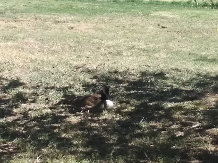 UTPB Duck Ponds - 7