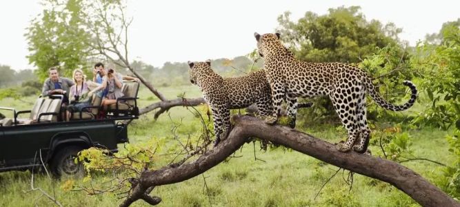 Best Safari Adventure Tours in Africa